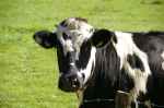cow-beef-black-white-60918.jpeg